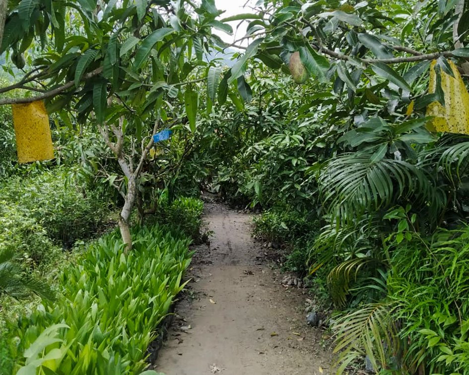 https://daffodil.clearwintech.com/wp-content/uploads/2025/04/Mother-plant-Daffodil-College-og-Agriculture.jpg
