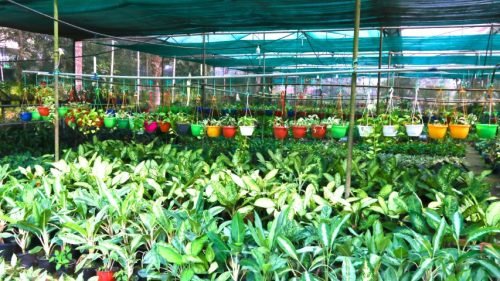 Daffodil-Nursery-9-Small